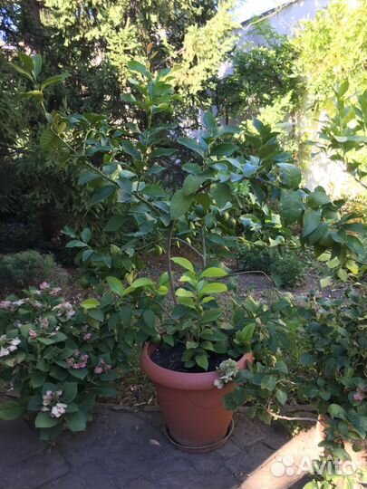 Взрослые плодоносящие лимонные деревья в кашпо