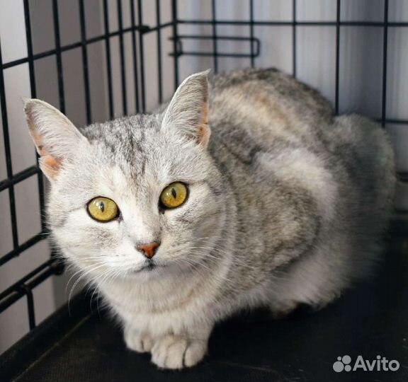 Кошка в дар бесплатно
