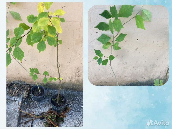 Саженцы Кудрании (Клубничное Дерево)