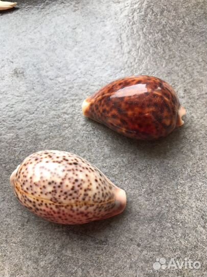 Морские ракушки раковины