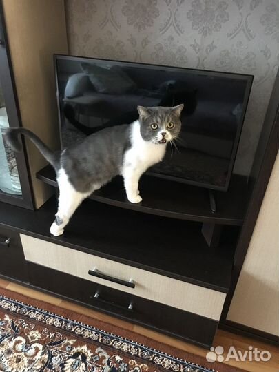 Отдам котика в хорошие руки