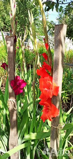 Гладиолусы букеты