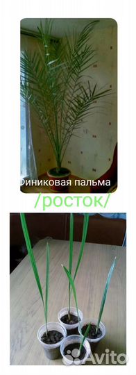 Комнатные цветы
