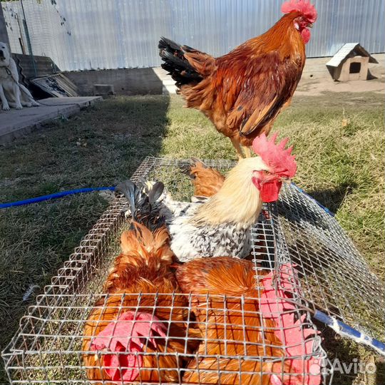 Птица, петушки