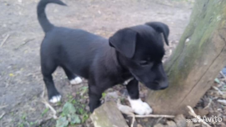 Щенки джек рассел терьер в добрые руки