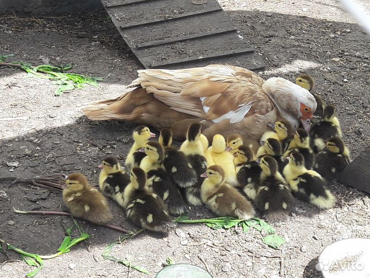 Индоутята (утята мускусной утки)