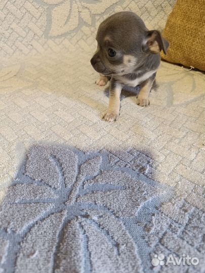 Щенки чихуахуа мини гладкошерстные
