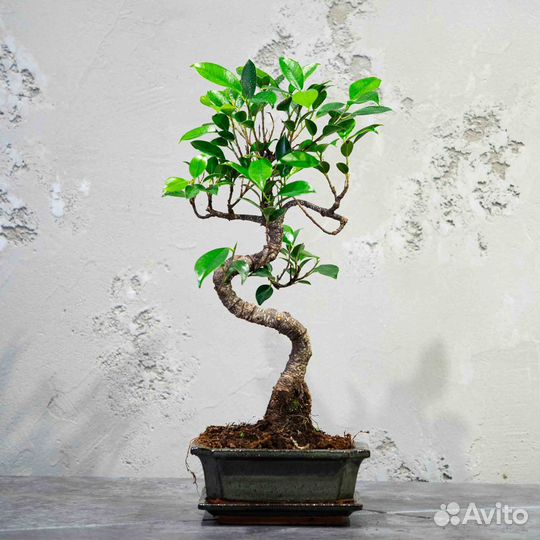 Дерево Бонсай - Баньян в стиле Мойоги 12 лет