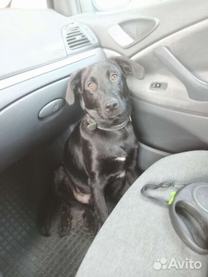 Собаки щенки