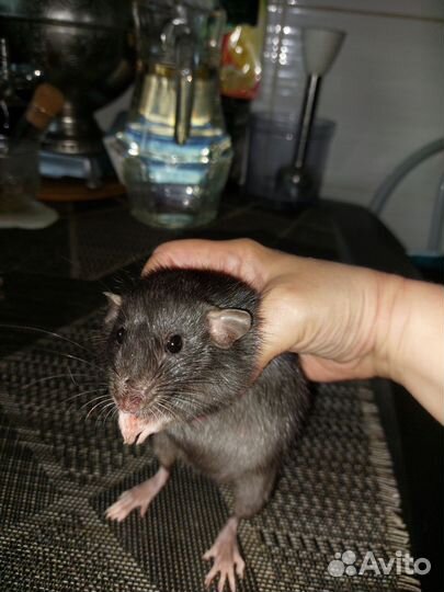 Крысята декоративные, дамбо