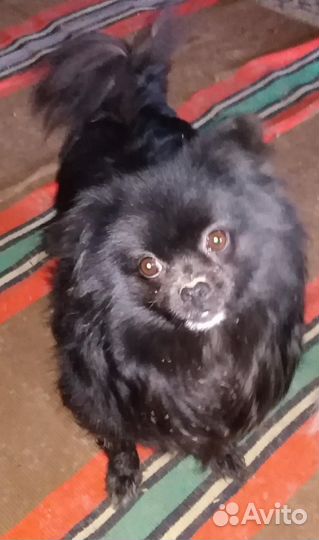 Щенки шпица