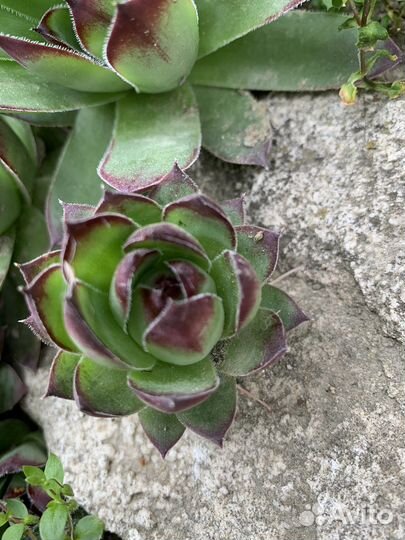 Молодило каменная роза, суккулент, для флорариум