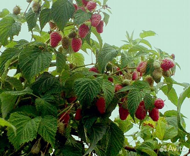 Саженцы малины Сиреневый туман