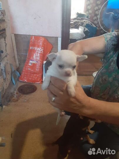 Маленькая собака чихуахуа