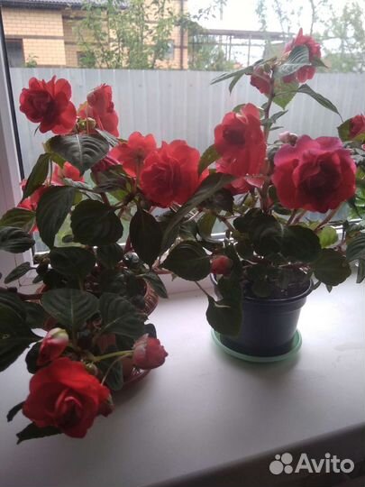 Бальзамин махровый