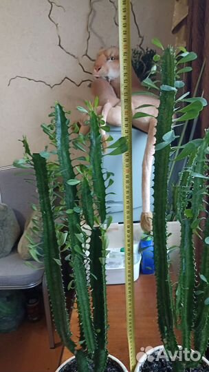 Молочай трехгранный