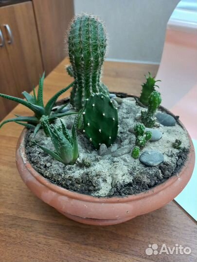 Флорариум (кактусы, суккуленты)