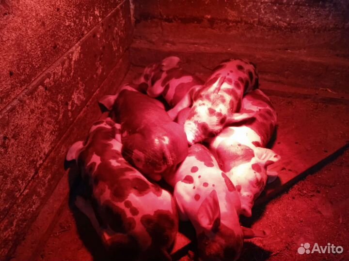 Поросята Дюрок, хрячки Пьетрен чистокровные племя