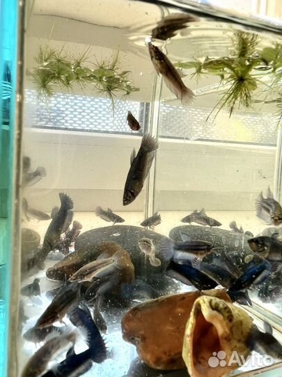 Малек петушок