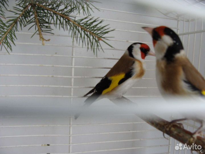 Птица щегол