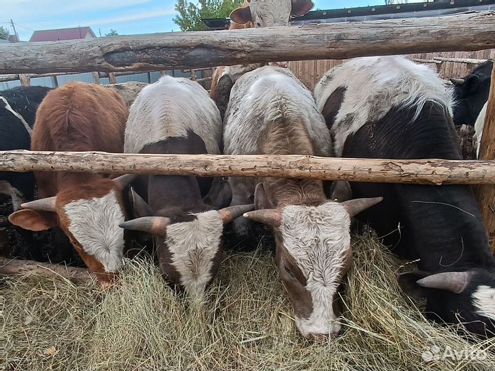 Бычки и быки 1 год