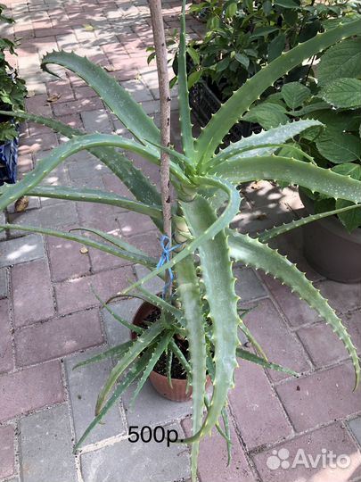 Суккуленты,кактусы