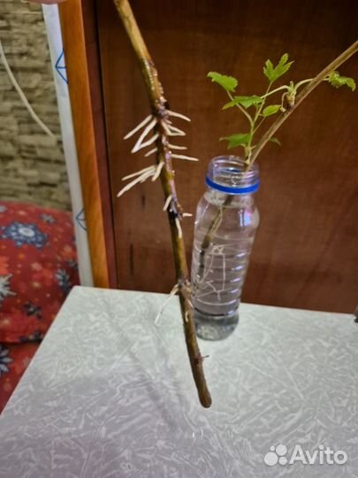 Черенки смородины