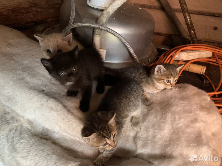 Кошка в дар бесплатно