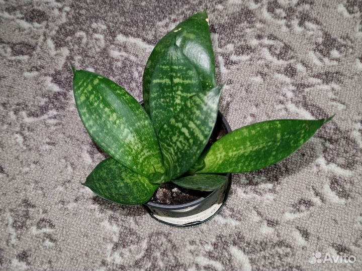 Сансевиерия