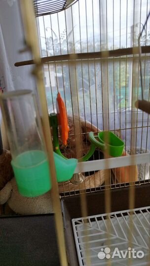 Клетка для попугая