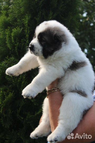 Среднеазиатская овчарка алабай щенки