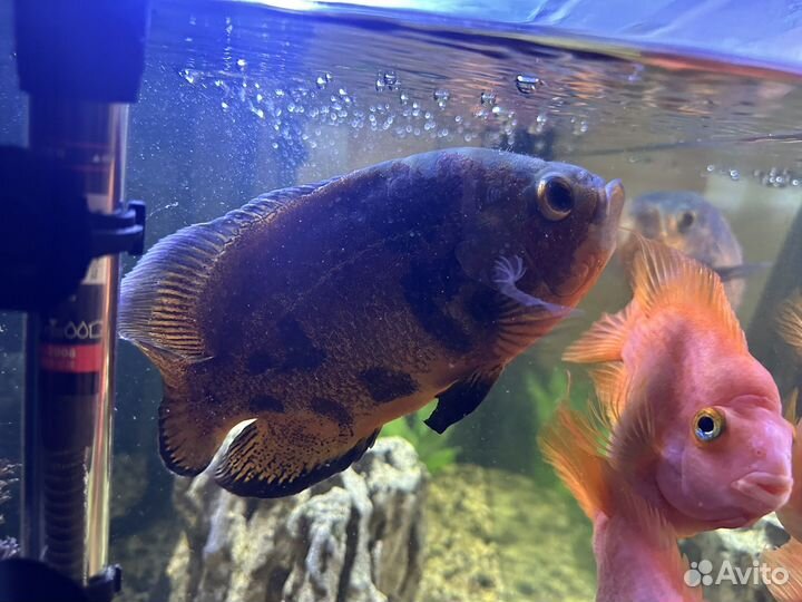 Крупные рыбы цихлиды