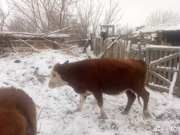 Телята Быки и Телки