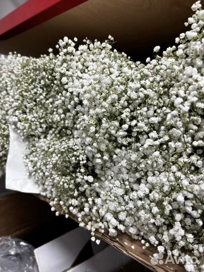 Гипсофила оптом розница букет