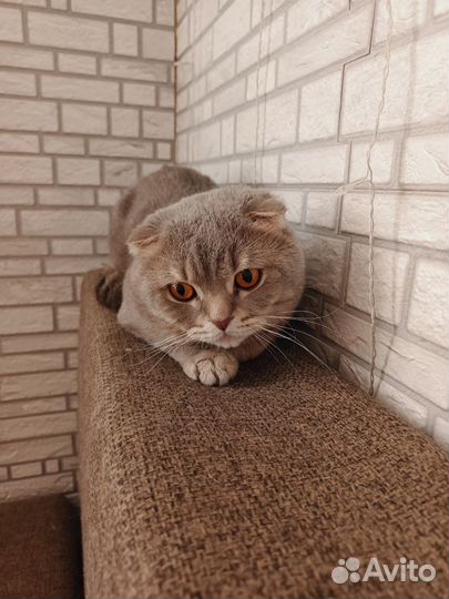 Шотландский вислоухий кот вязка