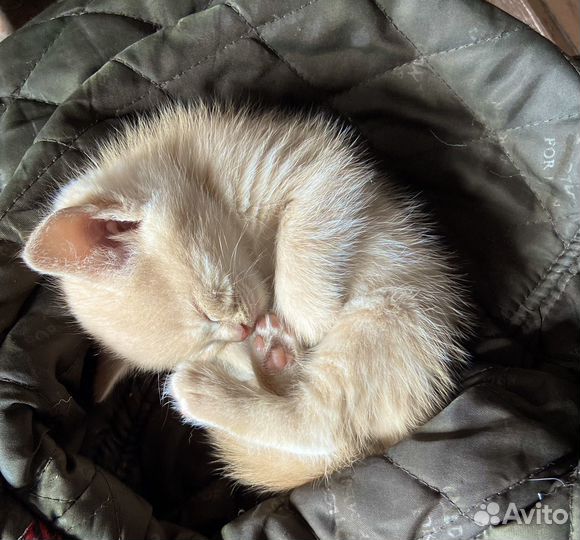 Отдам котят даром