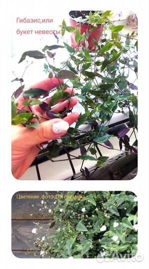 Традесканция гибазис