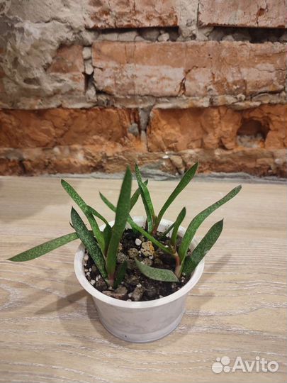 Гастерия.Хавортия.Хлорофитум