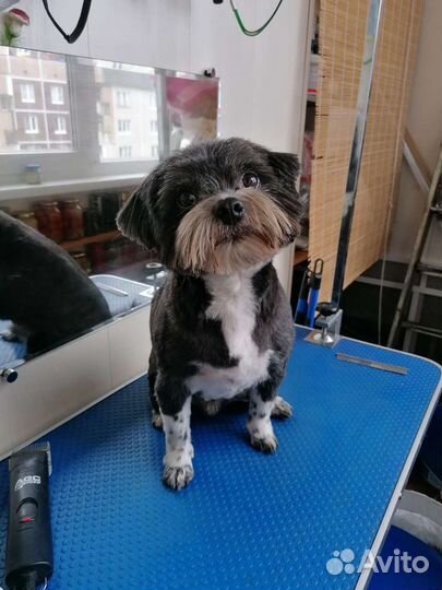 Стрижка собак и кошек, выезд на дом, передержка