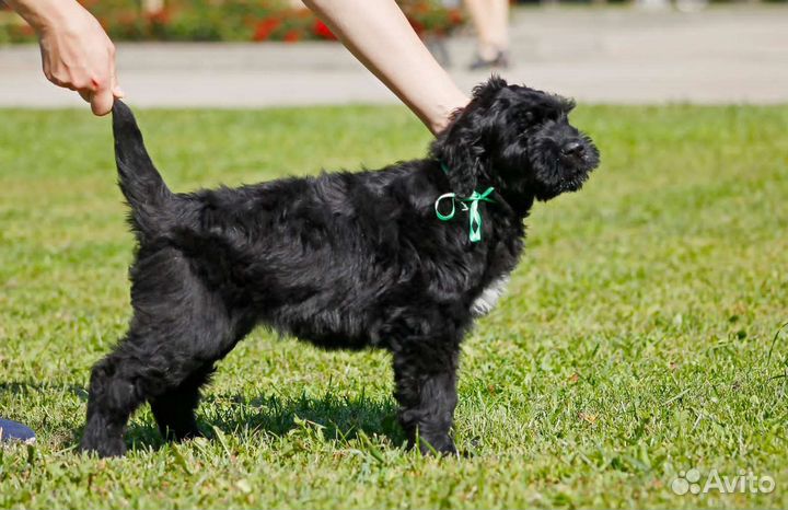 Русский черный терьер