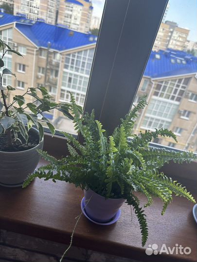 Папоротник комнатный