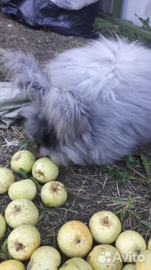 Немецкая ангора