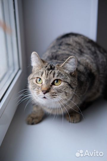 Кот