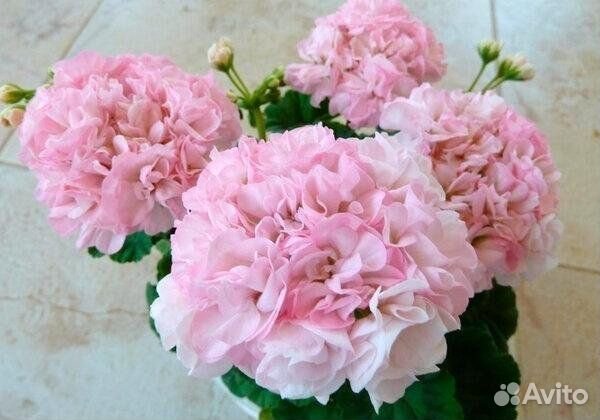 Пеларгония, герань, миниатюрные герани