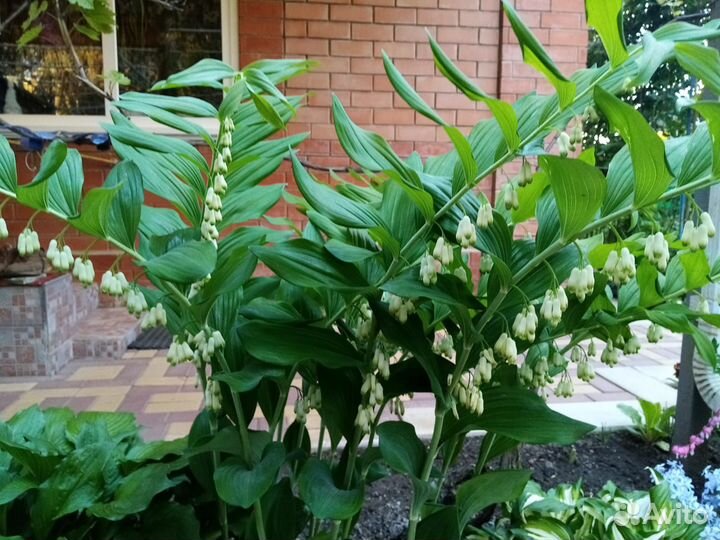 Флоксы многолетние, Купена соломонова печать