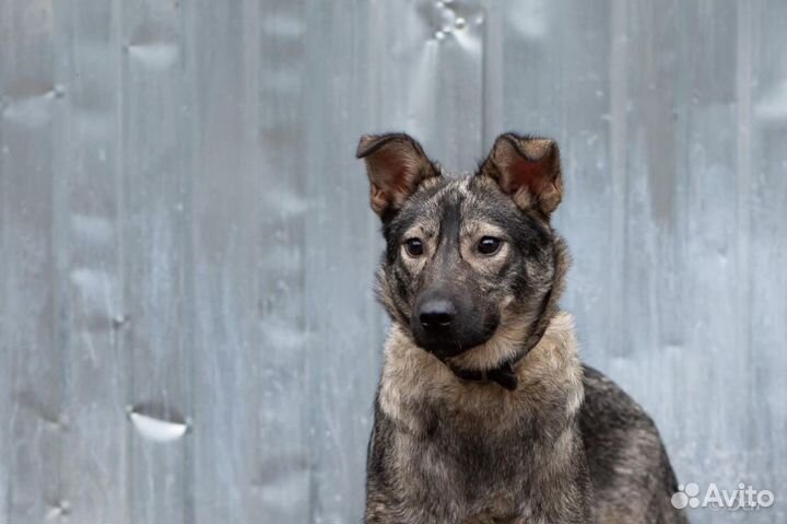 Отдаю собаку Шанечку в добрые руки