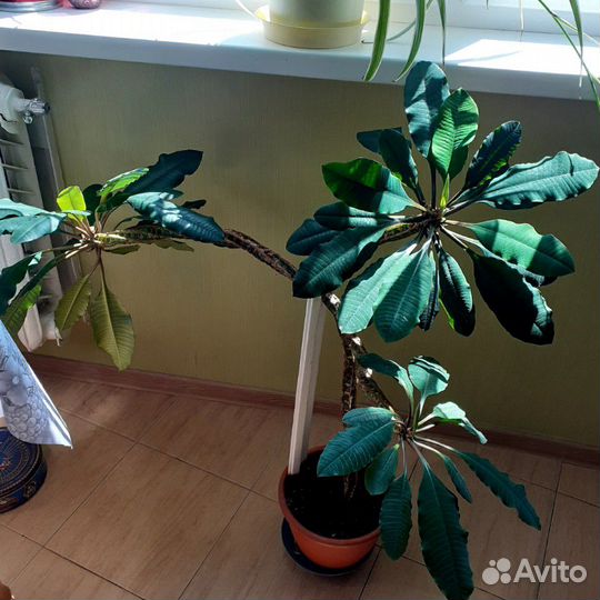 Сансевиерия, молочай, кактус