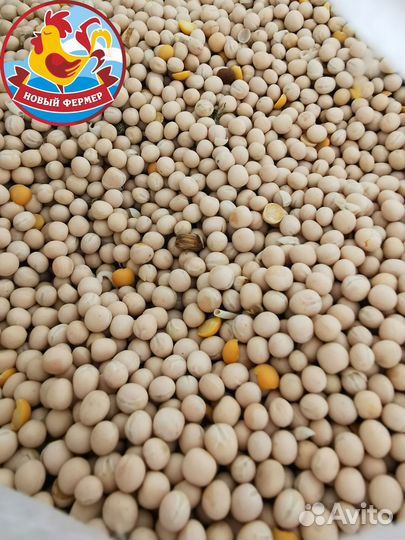 Горох фуражный