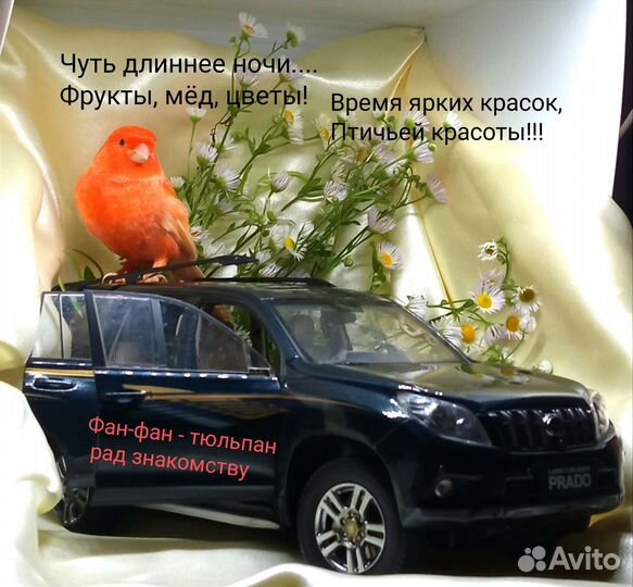 Кенара и канарейки