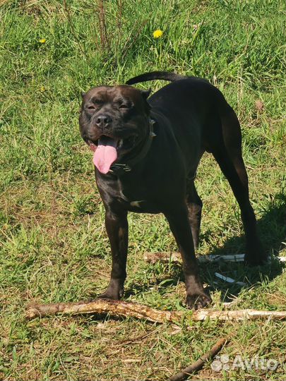 Питбультерьер вязка